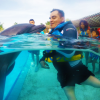 Accessible Dolphin Swimming Experience