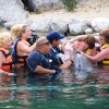 Accessible Dolphin Swimming Experience