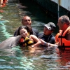 Accessible Dolphin Swimming Experience